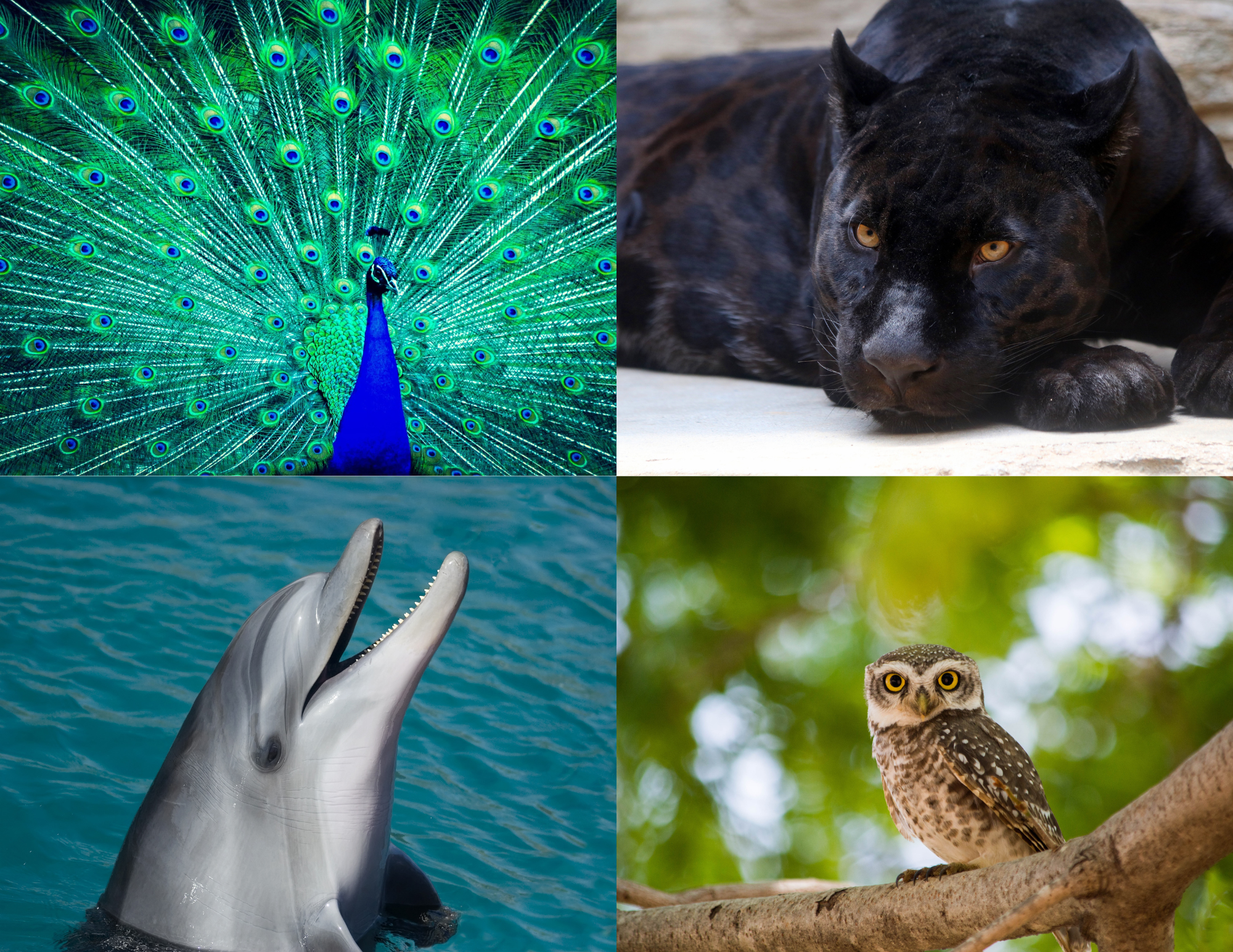 Dr.Judy_Presentation.pdf